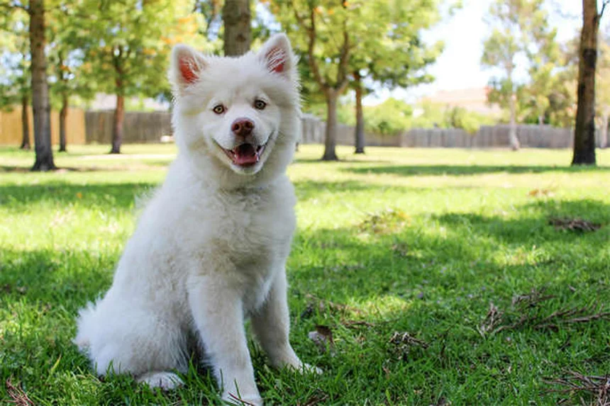10 Signs Your Dog Is Family - Heartwarming Proof They're More Than Pets