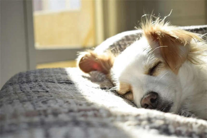 10 Signs Your Dog Is Family - Heartwarming Proof They're More Than Pets