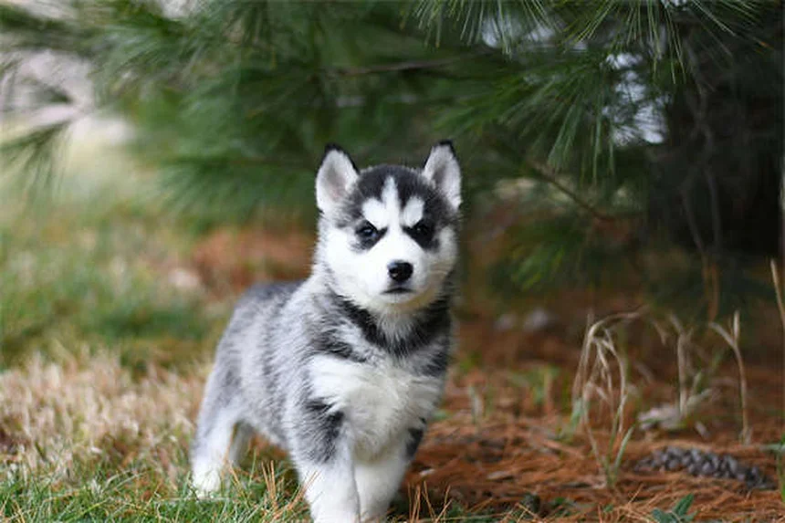 10 Signs Your Dog Is Family - Heartwarming Proof They're More Than Pets