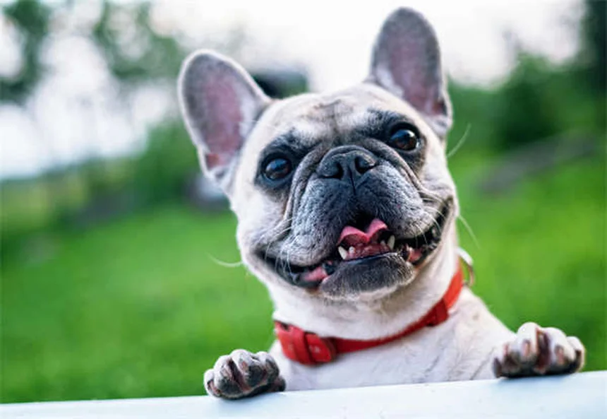 Dog Nausea: 5 Signs Your Pup Has an Upset Stomach & What to Do