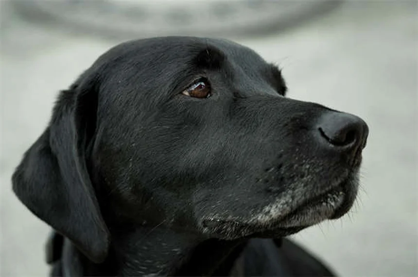 Dog Nausea: 5 Signs Your Pup Has an Upset Stomach & What to Do