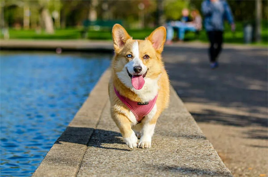 Dog Nausea: 5 Signs Your Pup Has an Upset Stomach & What to Do