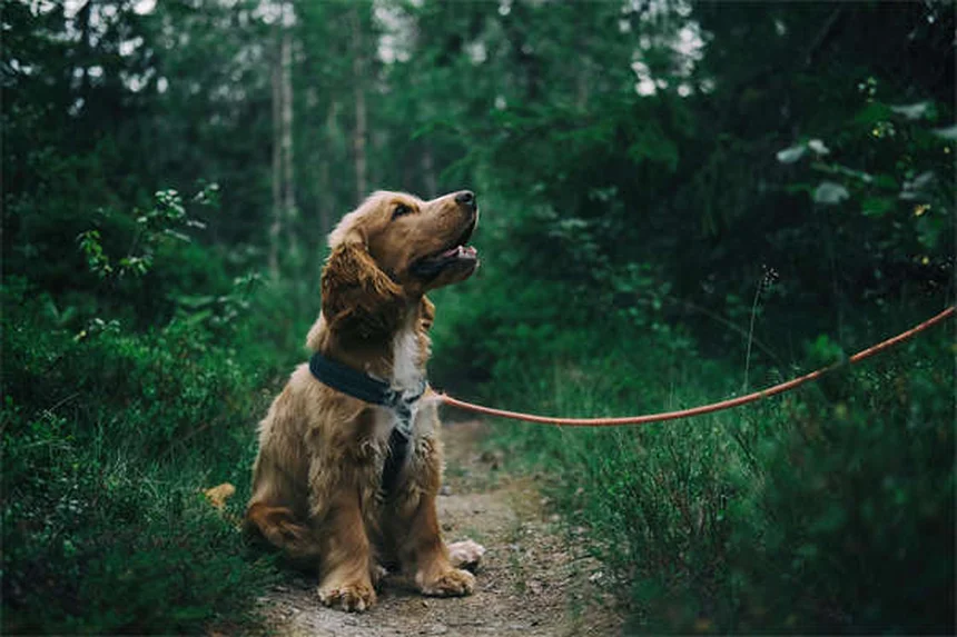 10 Best Senior Dog Toys for Happy & Healthy Playtime