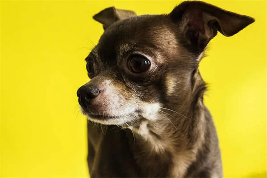 10 Best Senior Dog Toys for Happy & Healthy Playtime