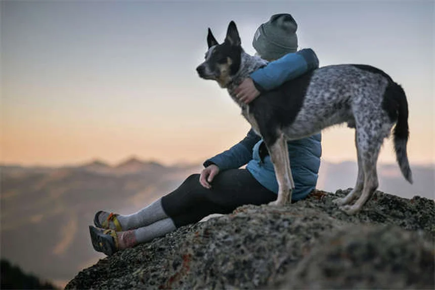 6 Most Common Mixed Breed Dog DNA Test Results (2024 Guide)