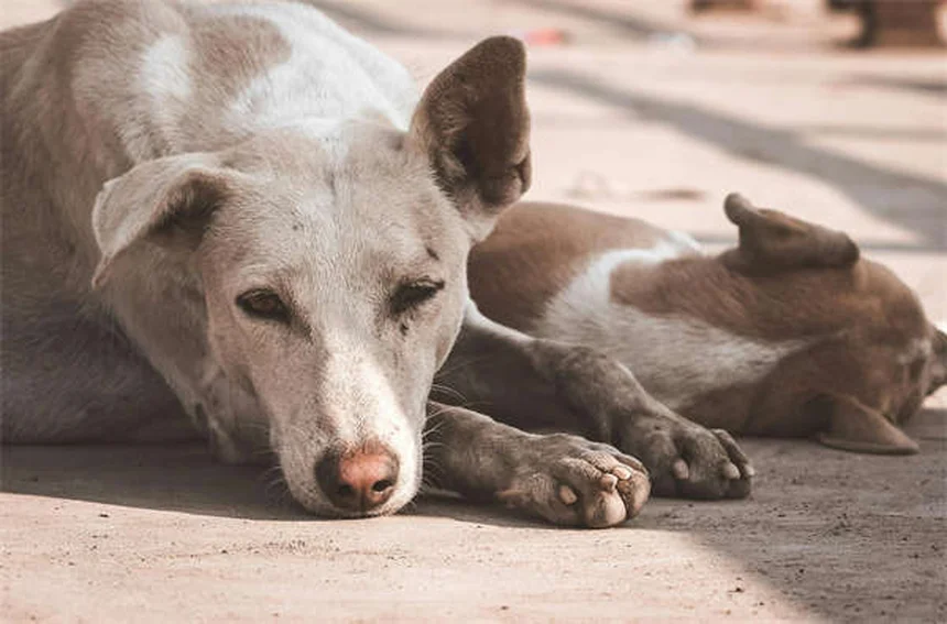 6 Most Common Mixed Breed Dog DNA Test Results (2024 Guide)
