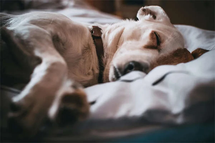 20 Rare Dog Breeds You've Never Heard Of (But Will Love)