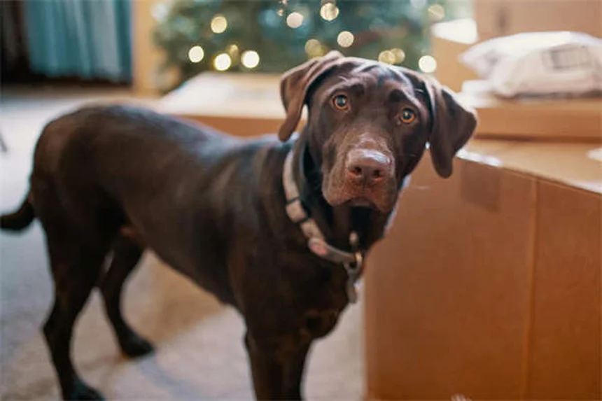 Comfortis® for Dogs & Cats: Fast-Acting Flea Treatment Guide