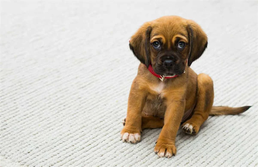 Comfortis® for Dogs & Cats: Fast-Acting Flea Treatment Guide