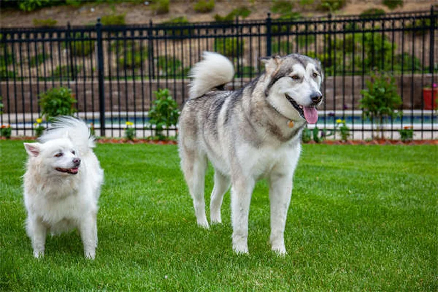 Comfortis® for Dogs & Cats: Fast-Acting Flea Treatment Guide