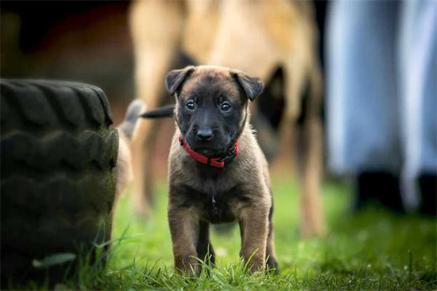 Puppy Training 101: 5 Essential Steps for a Well-Behaved Dog