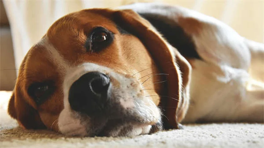 Can Dogs Laugh? The Surprising Truth About Canine Happiness