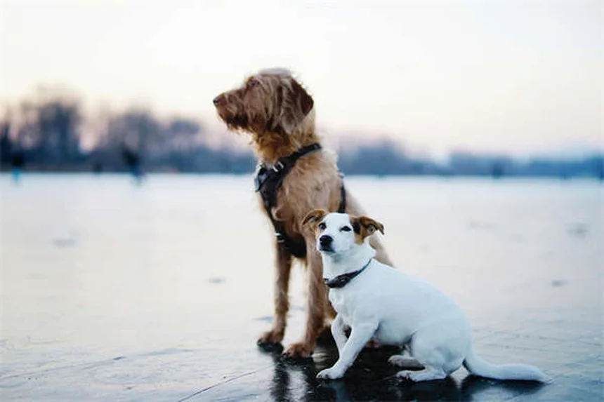Ephedrine for Pets: 5 Must-Know Facts About This Urinary Incontinence Treatment