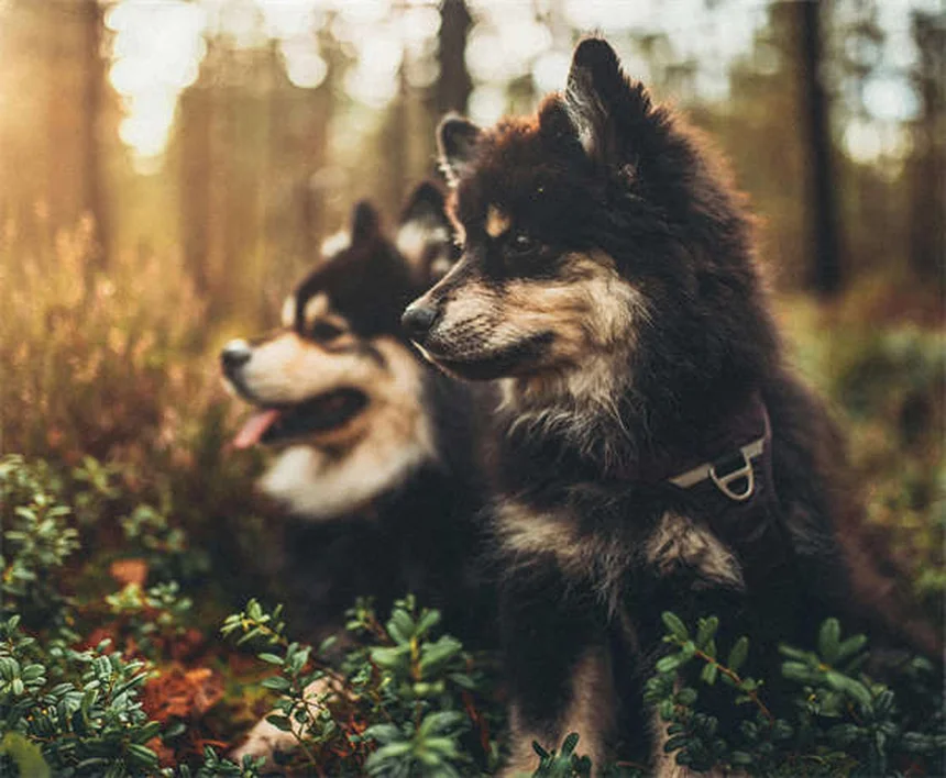 Ephedrine for Pets: 5 Must-Know Facts About This Urinary Incontinence Treatment