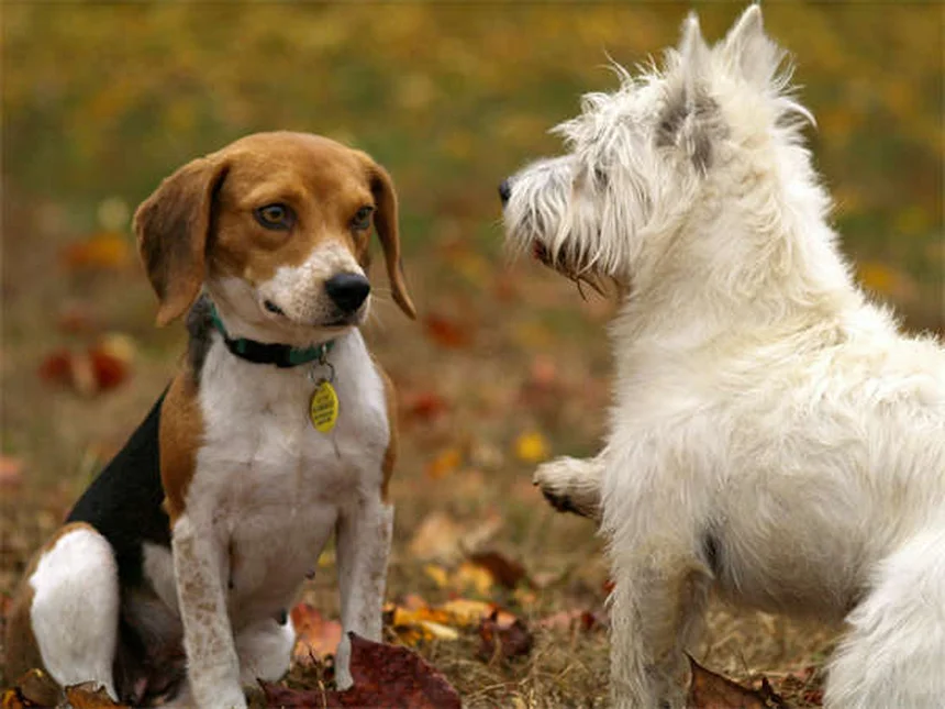 Why Is My Dog Peeing So Much? 7 Common Causes & When to Worry