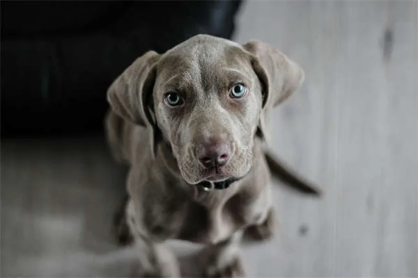 Why Is My Dog Peeing So Much? 7 Common Causes & When to Worry