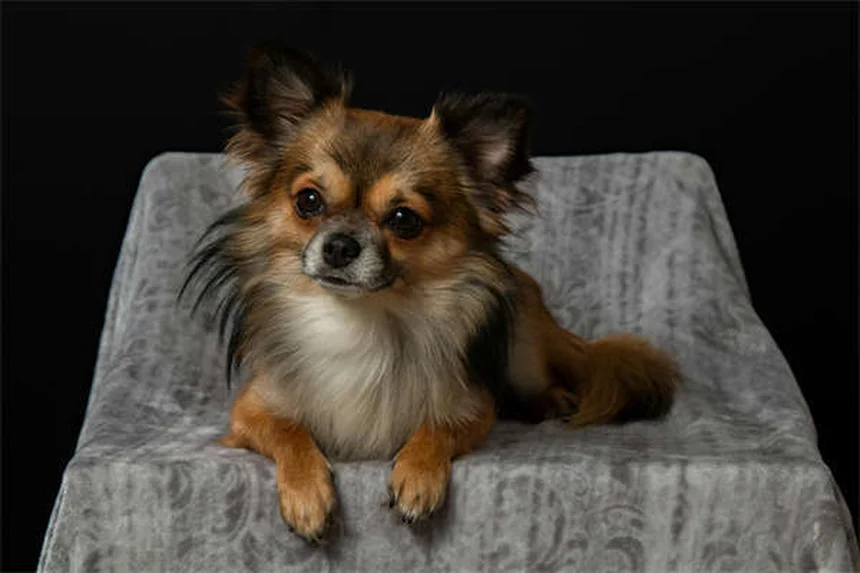 Why Is My Dog Peeing So Much? 7 Common Causes & When to Worry