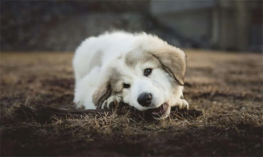 Soft Tissue Sarcoma in Dogs: Symptoms, Treatment & Prognosis