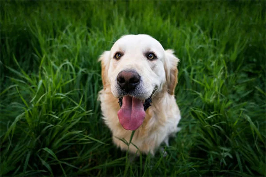 Soft Tissue Sarcoma in Dogs: Symptoms, Treatment & Prognosis
