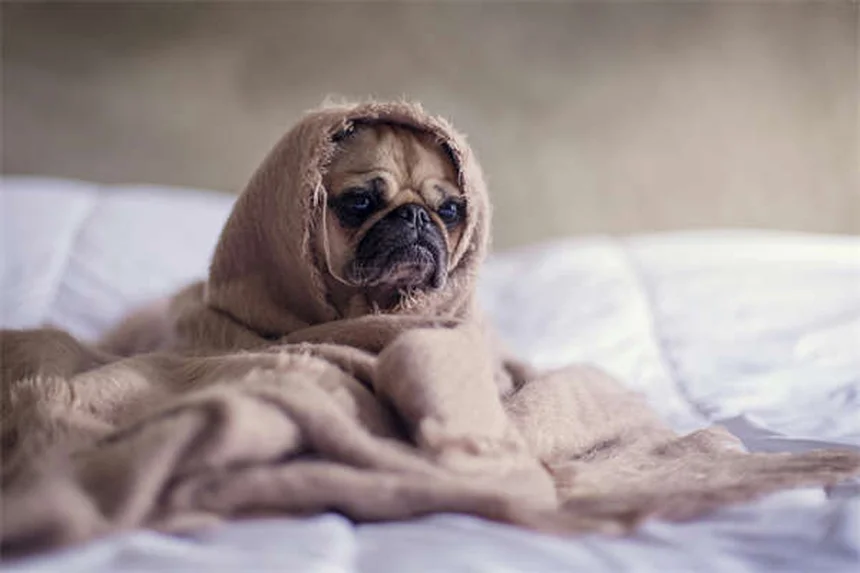 Why Is My Cat Throwing Up? 7 Key Reasons & When to Worry