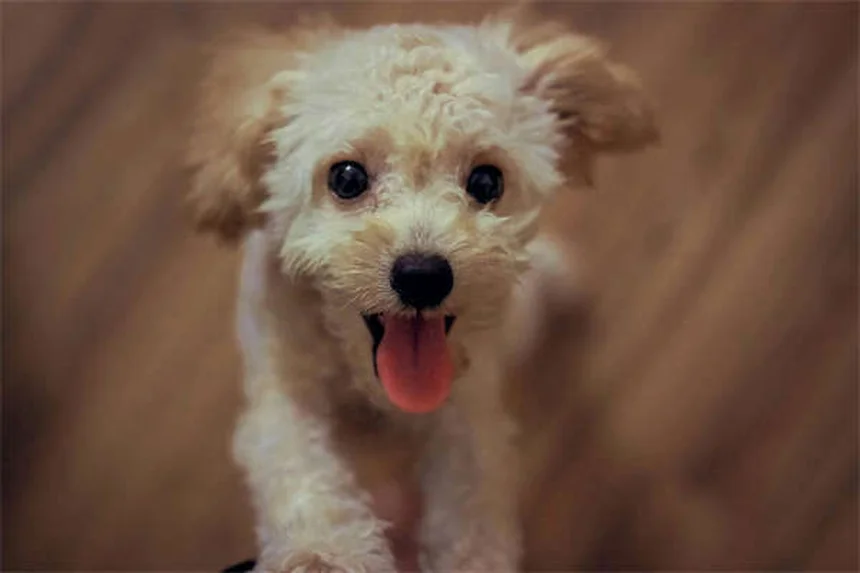 Dog Anal Gland Problems: Signs, Treatment & Prevention Tips