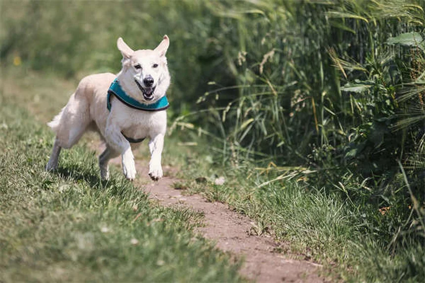 Dog Anal Gland Problems: Signs, Treatment & Prevention Tips