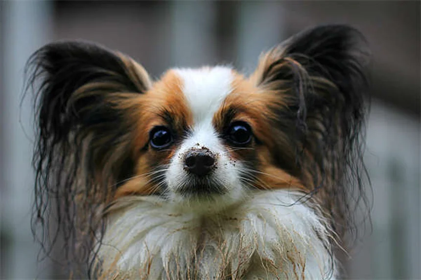 Dog Anal Gland Problems: Signs, Treatment & Prevention Tips