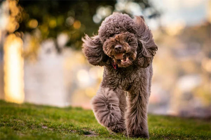 5 Surprising Reasons Dogs Are Truly Man's Best Friend