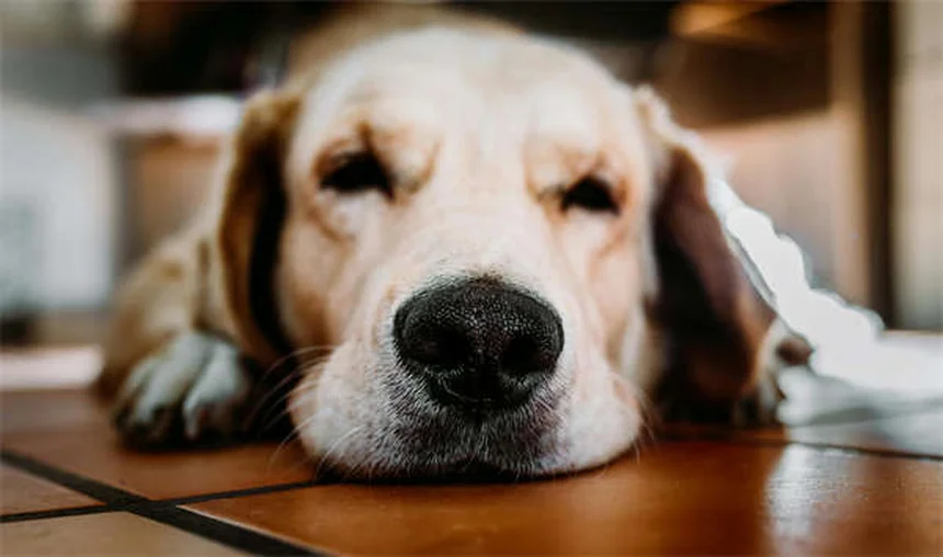 Mucus in Dog Poop: What It Means & When to Worry