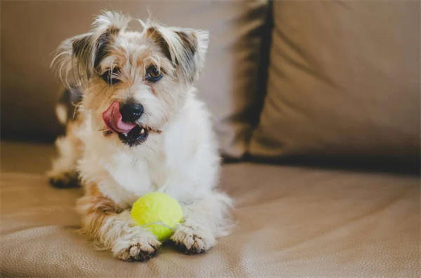 How to Stop Puppy Biting: 7 Proven Training Tips