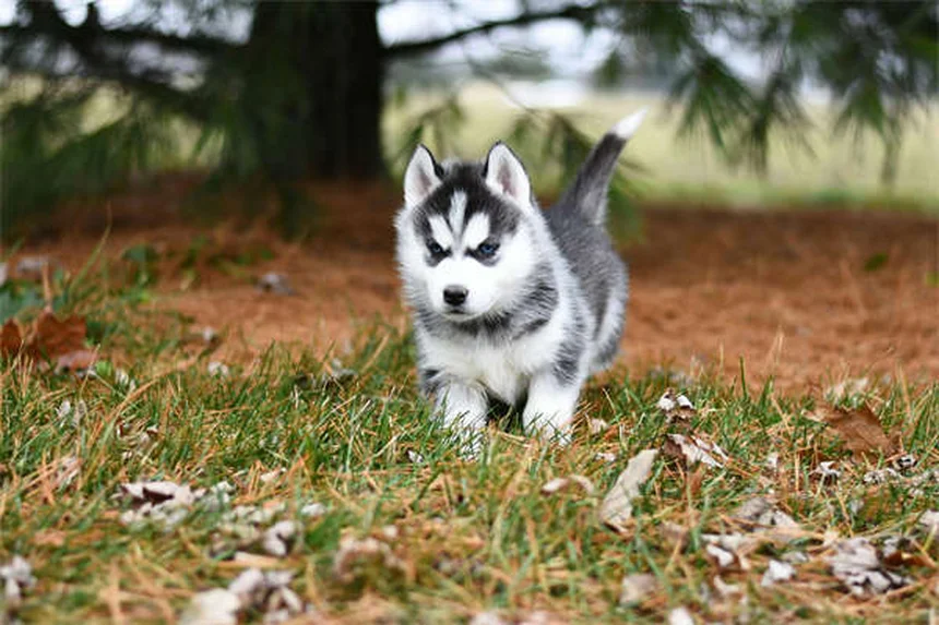 How to Stop Puppy Biting: 7 Proven Training Tips