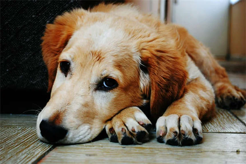 How to Stop Puppy Biting: 7 Proven Training Tips