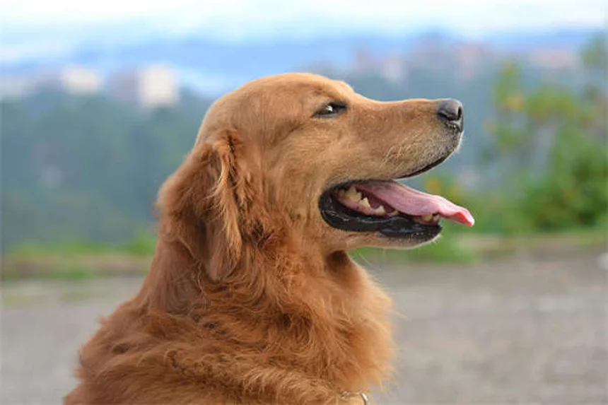 30 Best Hound Dog Breeds for Active Families in 2024