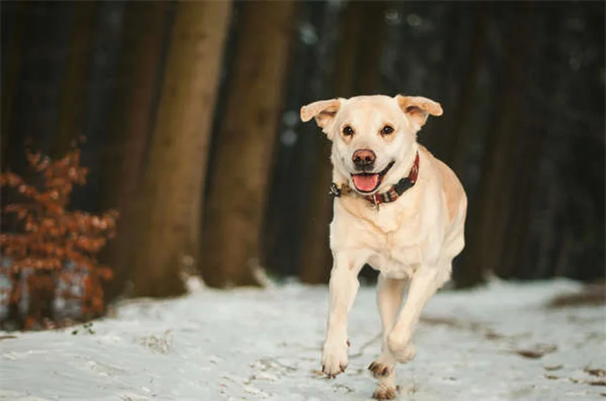 30 Best Hound Dog Breeds for Active Families in 2024