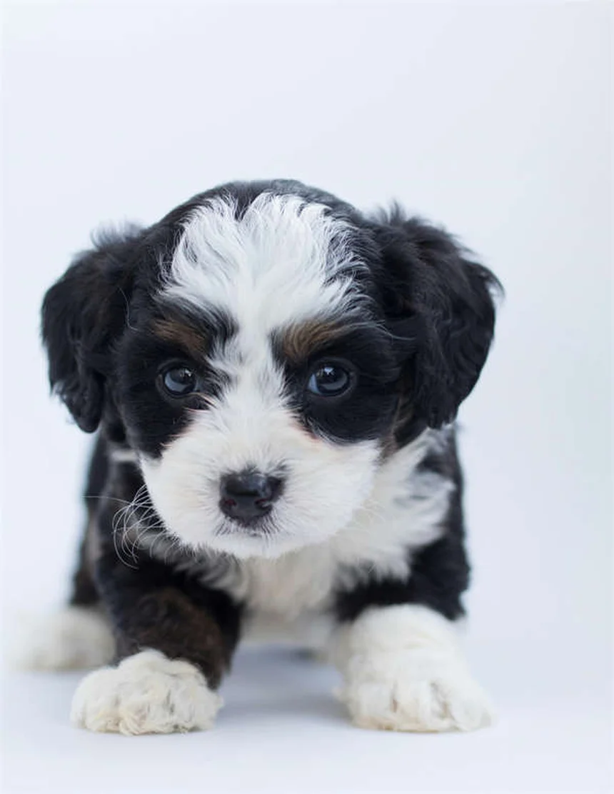 30 Best Hound Dog Breeds for Active Families in 2024