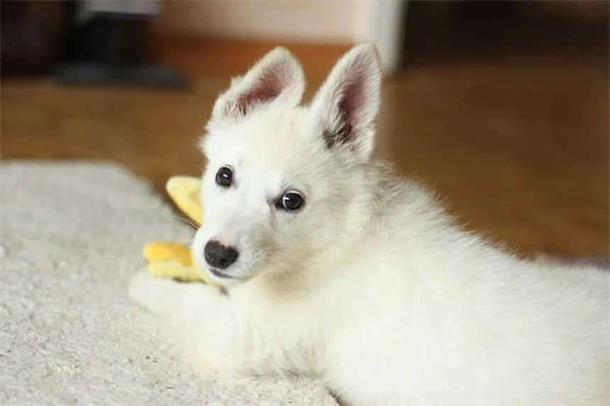 Why Is My Dog Always Hungry? 7 Possible Causes & When to Worry