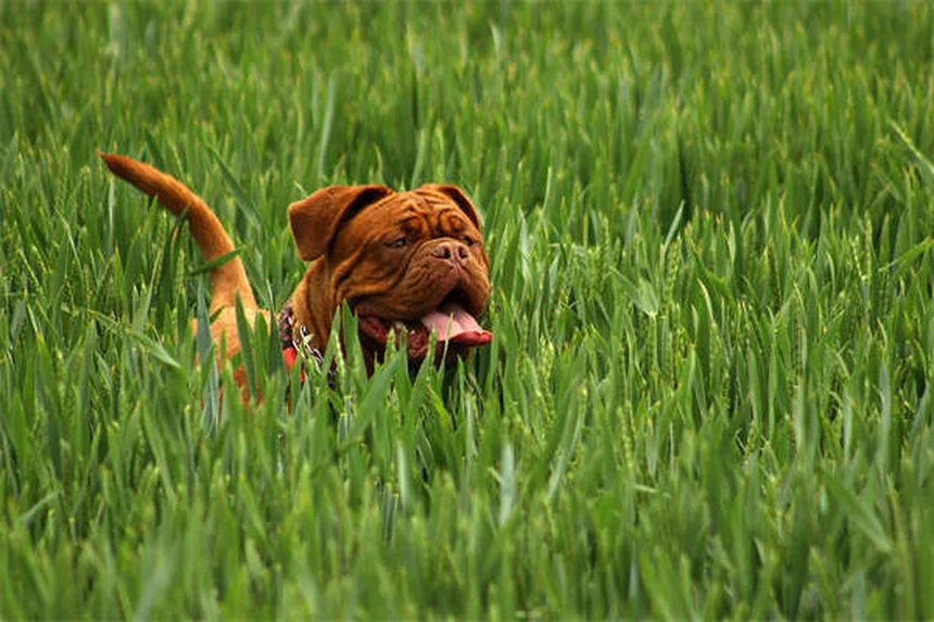 Why Is My Dog Always Hungry? 7 Possible Causes & When to Worry
