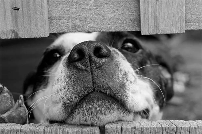 Why Is My Dog Always Hungry? 7 Possible Causes & When to Worry