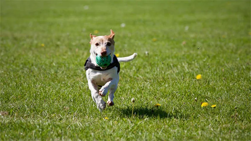 Adequan Canine for Dogs: The Ultimate Guide to Joint Health