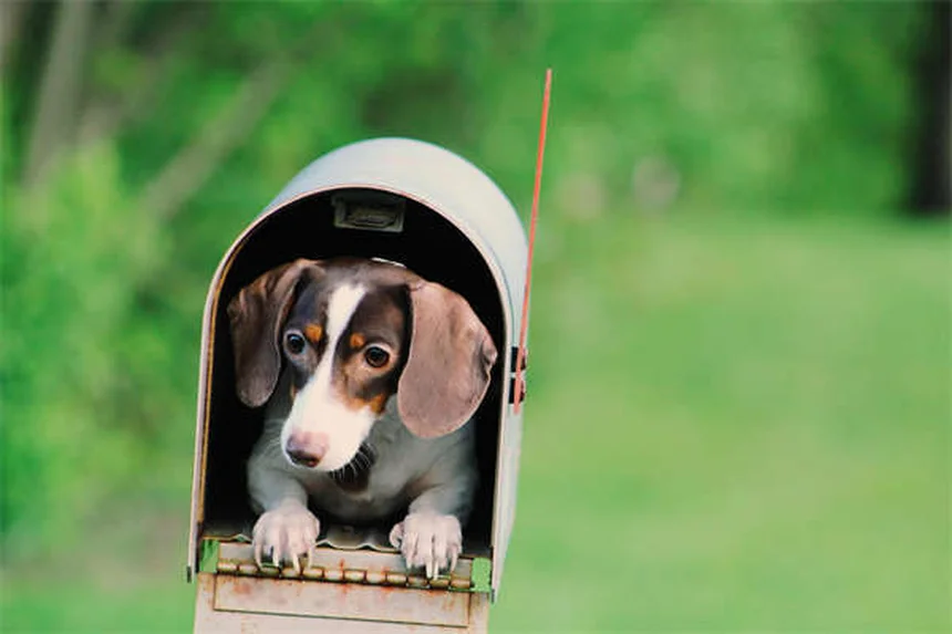 Adequan Canine for Dogs: The Ultimate Guide to Joint Health