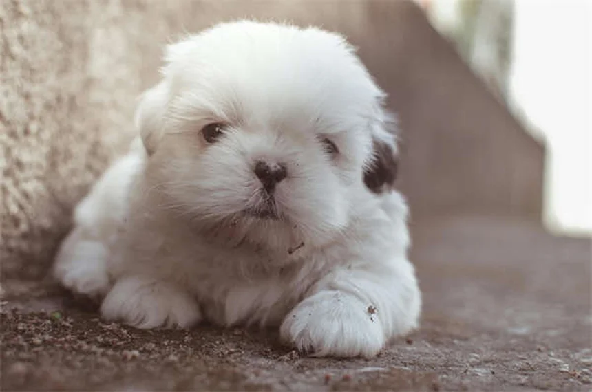 Dog Food Allergies vs Intolerance: Key Differences & Treatment Options