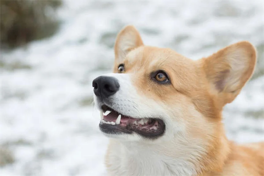 Dog Food Allergies vs Intolerance: Key Differences & Treatment Options