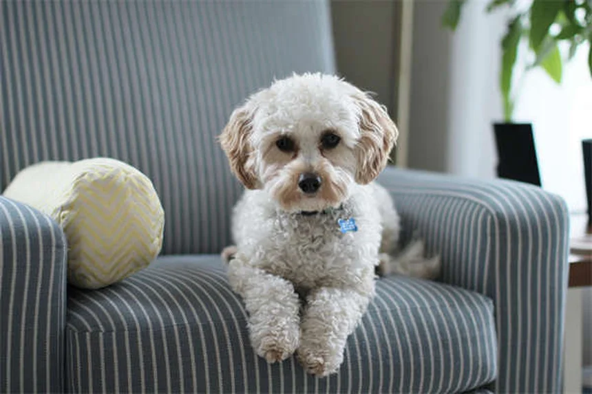 Deer Ticks: 5 Essential Facts to Protect Your Family & Pets