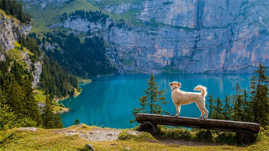 5 Most Common Dog Cancers: Symptoms & Treatments You Should Know