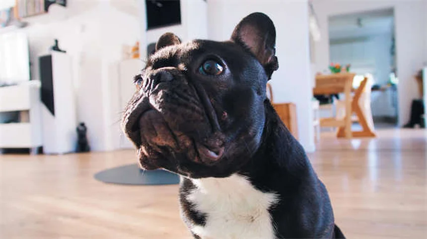 5 Most Common Dog Cancers: Symptoms & Treatments You Should Know