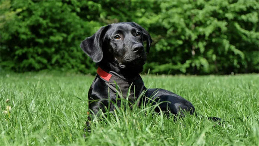 10 Japanese Dog Breeds You Need to Know About