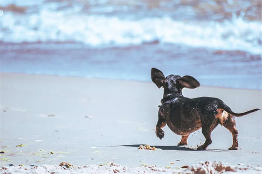 10 Japanese Dog Breeds You Need to Know About