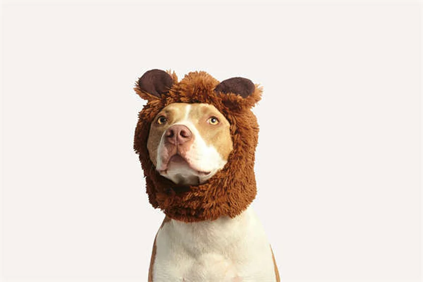 10 Japanese Dog Breeds You Need to Know About