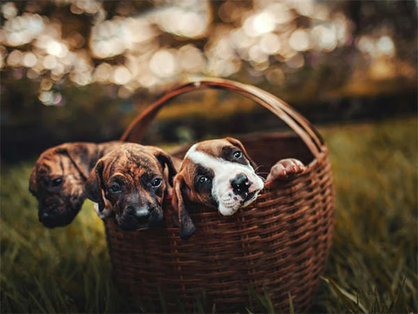 Carprofen for Dogs: Safe Pain Relief & Side Effects Guide