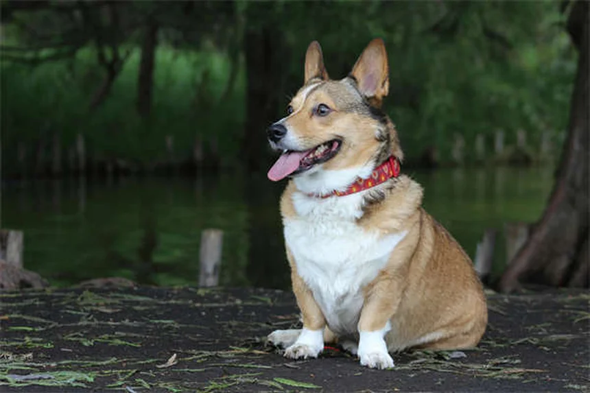 Carprofen for Dogs: Safe Pain Relief & Side Effects Guide